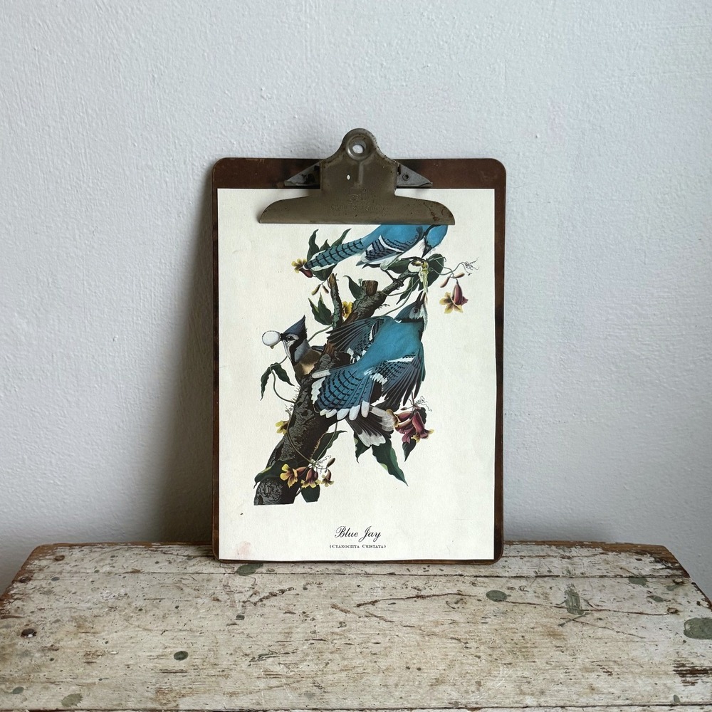 Vintage Charles Leonard Clipboard Blue Jay Bird Illustration Botanical Art Decor